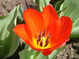 Red tulip flower bloom on background of blurry red tulips photo