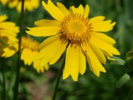 Red Yellow Rudbeckia flower photo