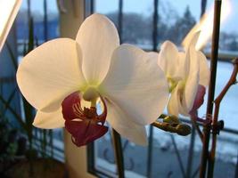 Large white Orchid flowers in a panoramic image photo