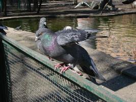 Pigeon on a ground or pavement in a city. Pigeon standing. Dove or pigeon. photo