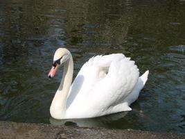 White swan in the foggy lake at the dawn. Morning lights. Romantic background. Beautiful swan. Cygnus. photo