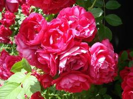 Curly red rose, huge inflorescences, garden, spring, photo