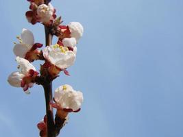 Spring blossom background. Beautiful nature scene with blooming tree and sun flare. Sunny day. Spring flowers. photo