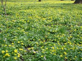 Glade with flowering buttercup Ficaria verna . Spring photo