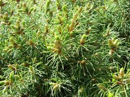 Fir tree brunch close up. Shallow focus. Fluffy fir tree brunch close up. Christmas wallpaper concept. photo