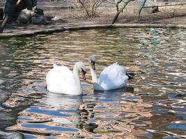 cisne blanco en el lago brumoso al amanecer. luces de la mañana fondo romántico. hermoso cisne Cygnus foto