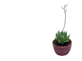 Flowers Haworthia cooperi in red round plastic pot, Isolated on white background photo