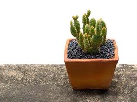 Prickly Pear Cactus in clay pot on the old concrete floor. photo