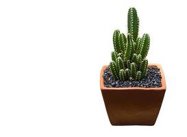 cactus verde pachycereus marginatus en cazuela de barro. foto