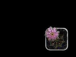 Top view pink flower blooming Gymnocalycium mihanovichii  in plastic white pot. photo