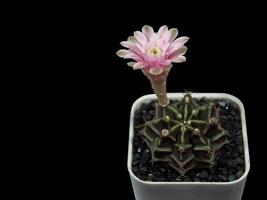 Close-up pink flower blooming Gymnocalycium mihanovichii in plastic white pot. photo