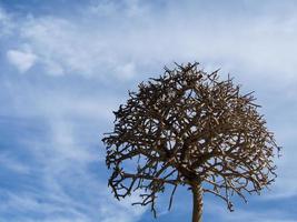 Old dead tree on blue sky background photo