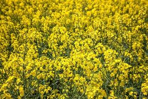 bright yellow rapeseed. Nature background photo