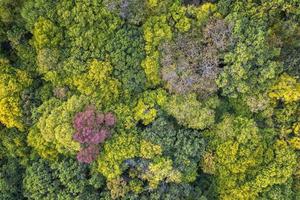 bosque de colores otoñales. vista aérea desde un dron sobre coloridos árboles de otoño en el bosque. foto