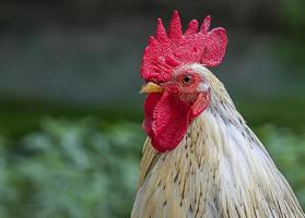 portrait of beautiful cock. Blurred background photo