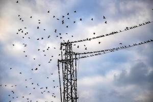 A flock of birds flying at power line cable. View up, horizontal. photo