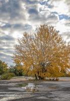 The beauty of autumn colour. Tree with yellow leaves after rain with water reflection photo