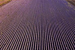 Aerial view from drone of an amazing lavender field in rows. photo