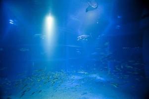 Large aquarium tank with blue water photo