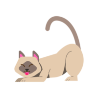 chat de l'himalaya avec une pose mignonne png