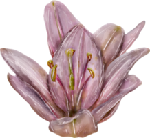 Flower on a transparent background. Lily pattern. Stylized watercolor. png