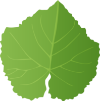 grünes traubenblatt im realistischen stil. Herbstblatt. bunte png-illustration lokalisiert auf transparentem hintergrund. png