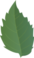 Green Leaf with sharp edges in realistic style. Autumn leaf. Colorful PNG illustration isolated on transparent background.