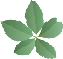 Green Leaves in realistic style. Autumn leaf. Colorful PNG illustration isolated on transparent background.