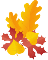 Leaves in red and yellow. PNG set in realistic style. Autumn leaf. Colorful illustration isolated on transparent background.