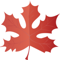 Maple Leaf in realistic style. Autumn leaf. Colorful PNG illustration isolated on transparent background.