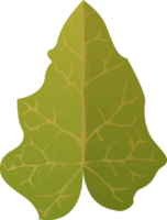 Ivy Leaf in realistic style. Autumn leaf. Colorful PNG illustration isolated on transparent background.