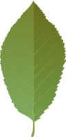 Cherry Leaf in realistic style. Autumn leaf. Colorful PNG illustration isolated on transparent background.