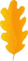 Oak Leaf in realistic style. Autumn leaf. Colorful PNG illustration isolated on transparent background.