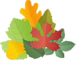 Leaves colorful set in realistic style. Autumn leaf. Colorful PNG illustration isolated on transparent background.