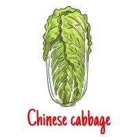 Chinese cabbage vegetable isolated vector sketch