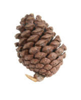 pine cones isolated on transparent background png file