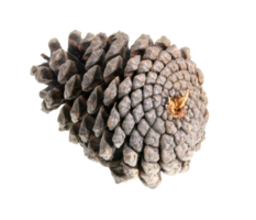 pine cones isolated on transparent background png file