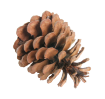 pine cones isolated on transparent background png file