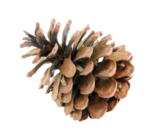 pine cones isolated on transparent background png file