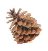 pino coni isolato su trasparente sfondo png file