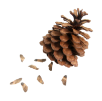 pine fir cone with seed isolated on transparent background png file