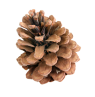 pine cones isolated on transparent background png file