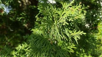 Evergreen coniferous tree thuja. Leaves close-up. Backdrop video