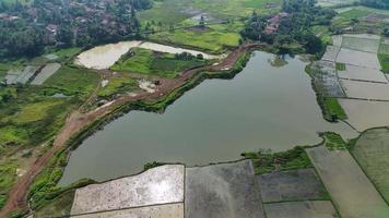 un' lago nel il mezzo di riso campi, un' ex lago per il rosso terra scavo progetto. aereo Visualizza 4k video