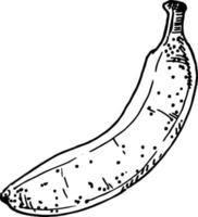 conjunto de vectores de frutas tropicales de plátano. boceto de colección dibujada a mano.