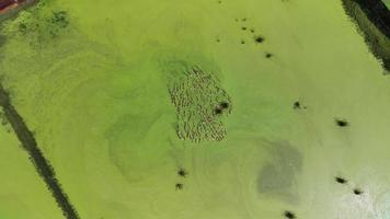 centinaia di indiano corridore anatre nuoto nel verde pantano, allevatore anatre, posa anatre, aereo Visualizza 4k video. video