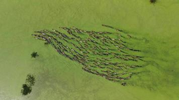 Hundreds of indian runner ducks swimming in green swamp, breeder ducks, laying ducks, aerial view 4K video. video
