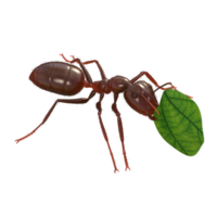 renderizado 3d de hormiga png