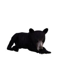 Pandabär 3D-Rendering png