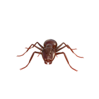 renderizado 3d de hormiga png